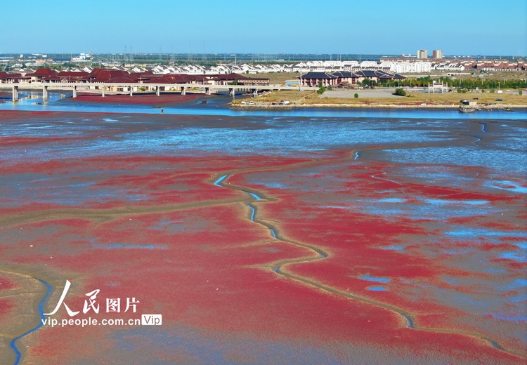 辽宁盘锦：碱蓬铺岸 滩涂霞染