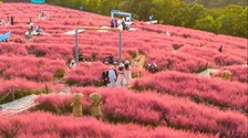 大连石河村：粉黛花把颜值变“产值”