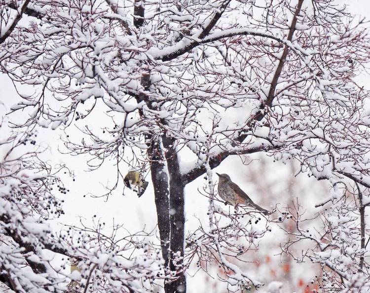 大连：鸟儿雪中觅食忙