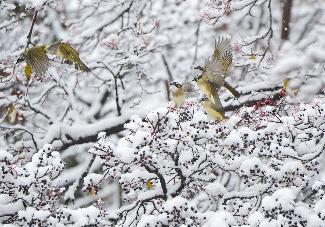 大连：鸟儿雪中觅食忙