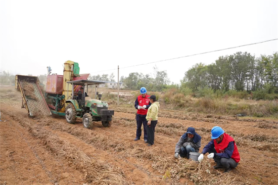 葫芦岛兴城市：“电”亮花生秋收路 护航农民丰收梦