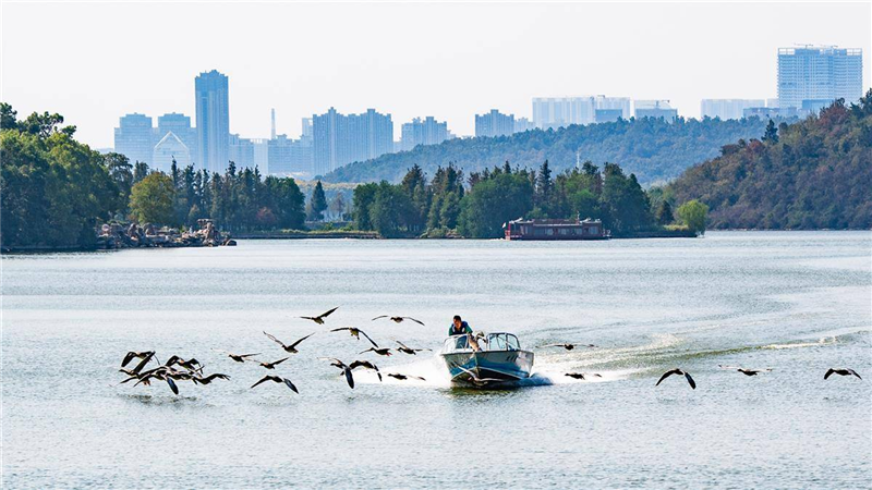 “大雁伴飞”游东湖 武汉东湖生境雁岛开园