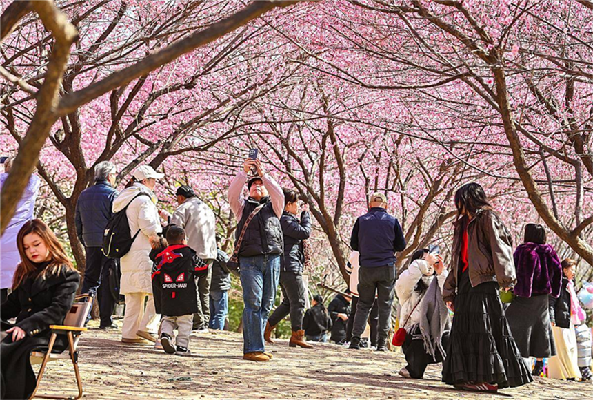 武汉竹叶海公园梅花迎春绽放