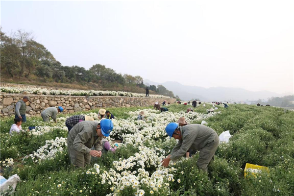 湖北黄冈：电力满格 菊香满园