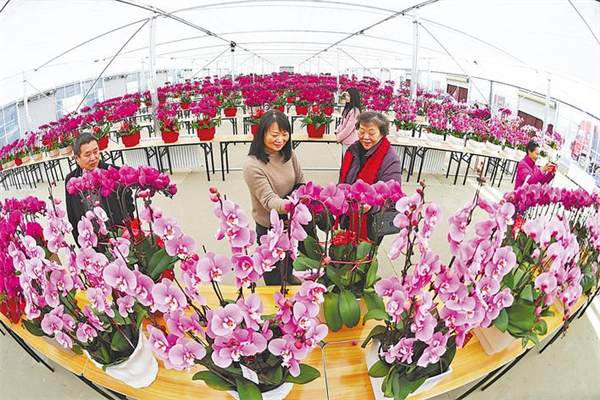 年宵花展迎新年 十堰建成鄂西北首个成规模的花卉大市场