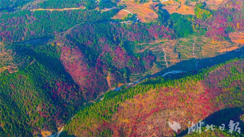 湖北十堰：南水北调水源区红叶映山村