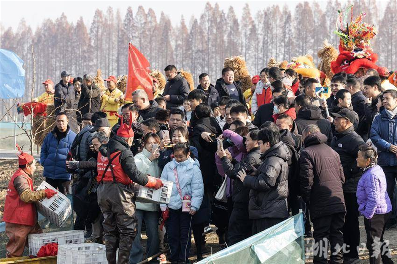 潜江小龙虾抢“鲜”上市！