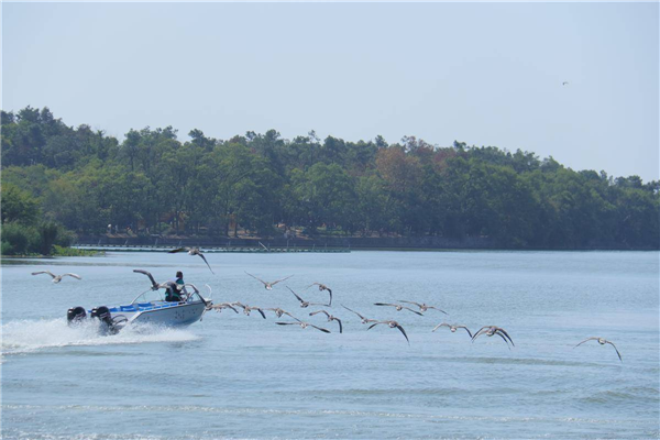 东湖雁群与快艇齐飞 武汉东湖新增一处观雁生态湿地