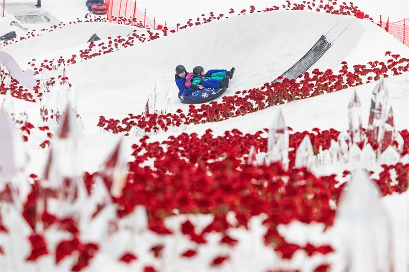 武汉甘露山滑雪场百米雪圈道铺满万朵红花 红红火火迎新春