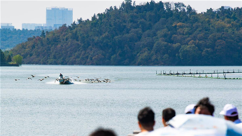 “大雁伴飞”游东湖 武汉东湖生境雁岛开园