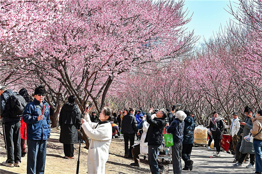 武汉竹叶海公园梅花迎春绽放