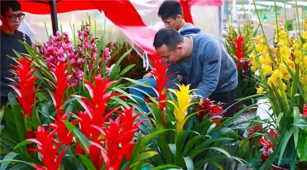 繁花似锦迎新 2025武汉花博园第九届迎春花市开幕