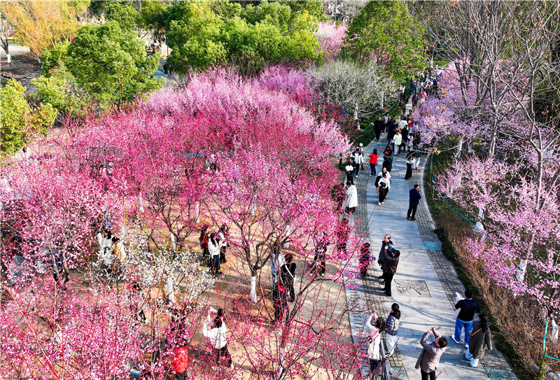 武汉花海“梅”景引客来