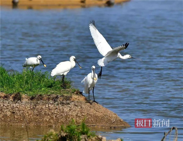 孝感朱湖国家湿地公园万鸟翔集尽显生态之美