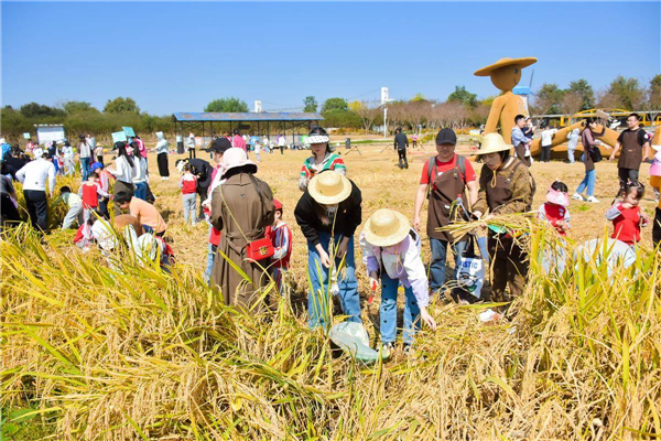 3000亩零散土地统一运营 华中首个“水稻公园”雏形初现