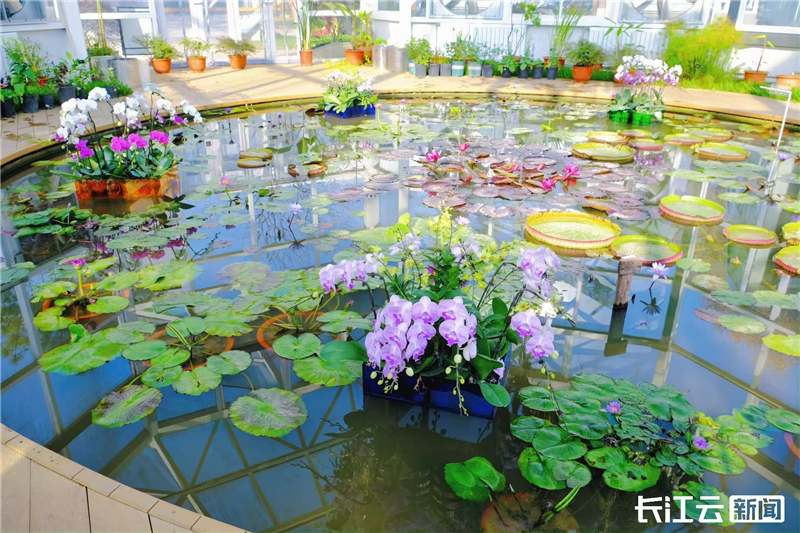 武汉植物园双兰展“玄”彩登场 23℃花屋开启冬日温暖花事