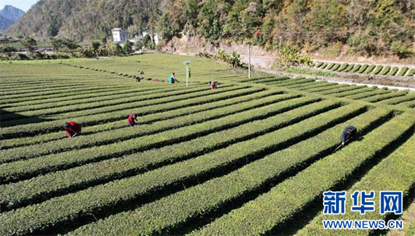 湖北鹤峰：39.5万亩茶园冬管忙 静待春茶香满园