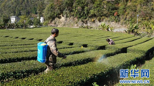 湖北鹤峰：39.5万亩茶园冬管忙 静待春茶香满园