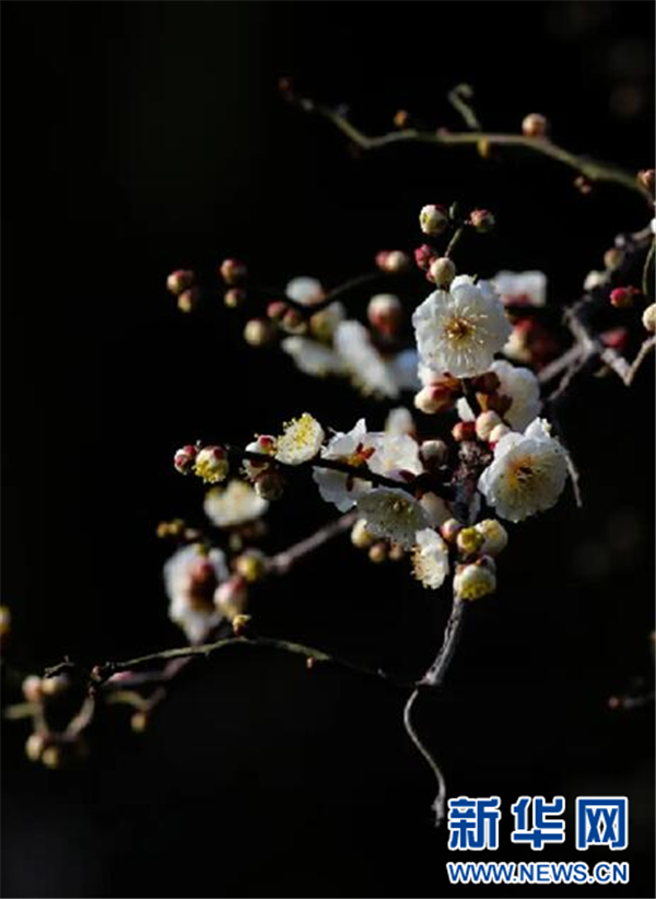 花海邂逅非遗 184.2万游客春节期间在武汉东湖游玩