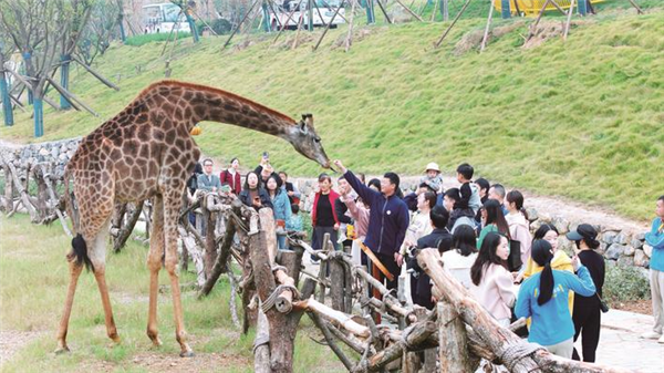 宜都又添文旅新地标 三峡长颈鹿乐园首次开放探营