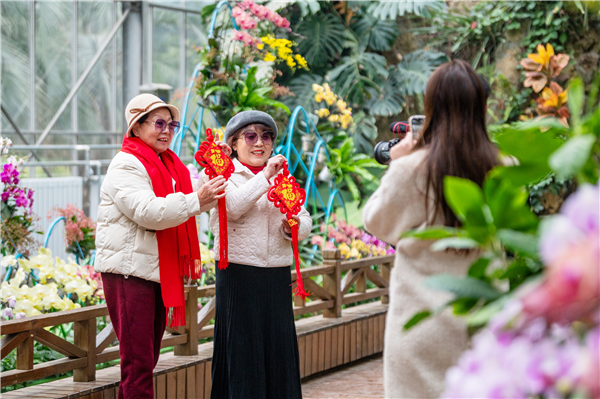 “好巳花升”绘兰图 武汉植物园花漾年味迎新春