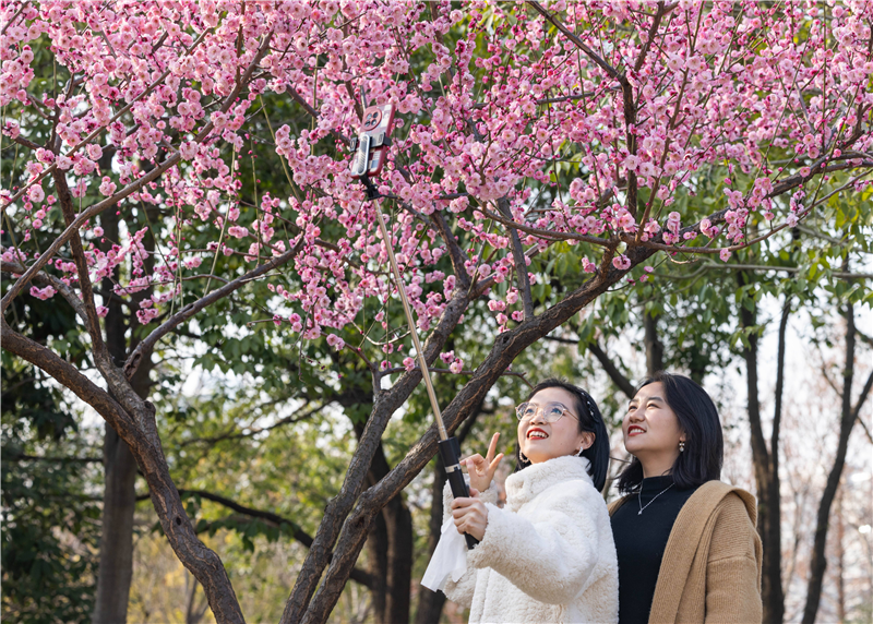 武汉花海“梅”景引客来