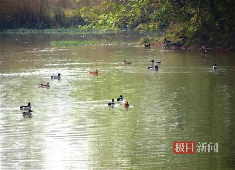 孝感朱湖国家湿地公园万鸟翔集尽显生态之美