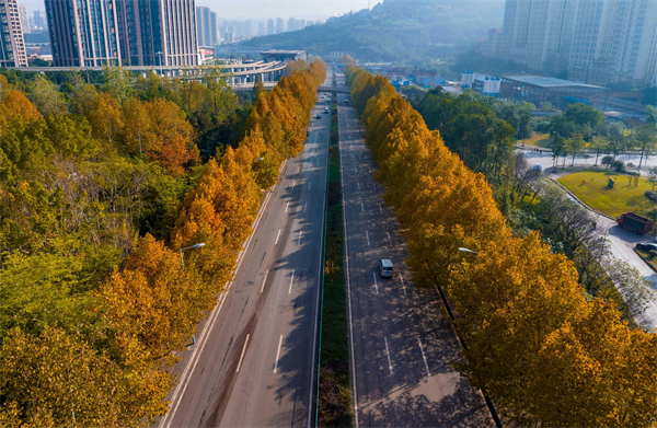 重庆市巴南区梧桐大道：浪漫冬日美景如画