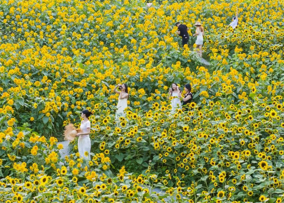 重庆巴南：50余亩向日葵花海璀璨绽放