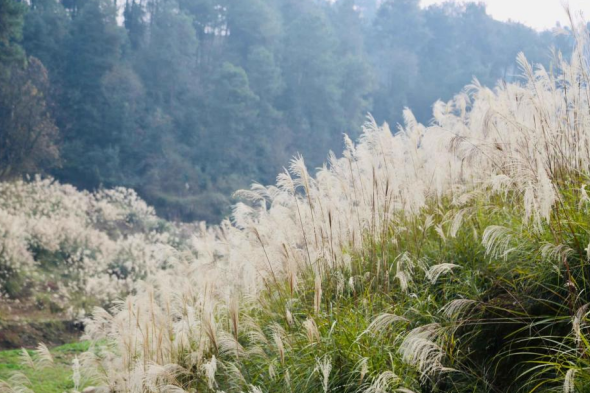 重庆涪陵：“芦苇荡”成网红打卡地