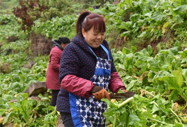 重庆涪陵：青菜头喜迎丰收 田间地头奏响“增收曲”