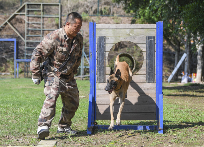 重庆北碚：警犬训练忙