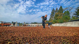 重庆秀山：完善油茶产业链条 加快“百年山茶油”品牌打造