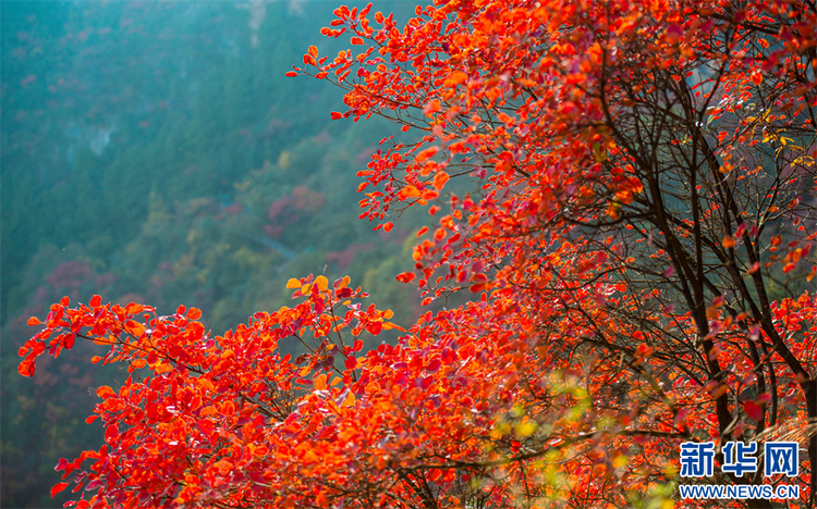 重庆：三峡红叶缀青山 巫山云海奔腾来