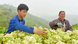 第七届重庆·涪陵榨菜产业国际博览会即将启幕