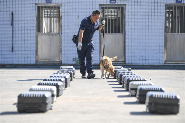 重庆北碚：警犬训练忙