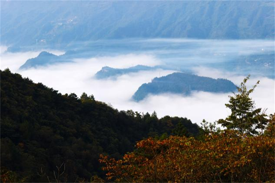 重庆黔江：万亩彩叶林似锦缎 森林公园美如童话