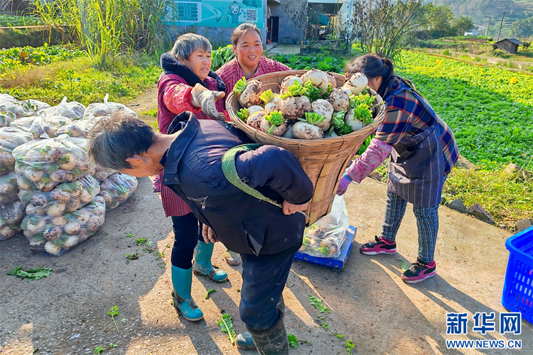 重庆綦江：草蔸萝卜带出“甜日子”