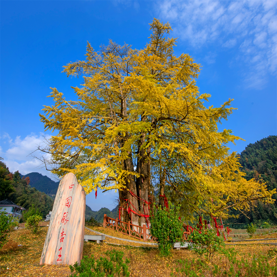 最美的秋丨重庆秀山：人间胜境任徘徊