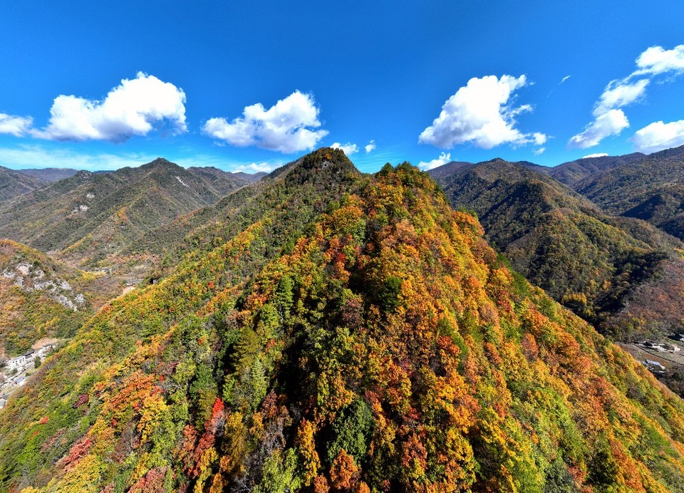 重庆城口：层林尽染 “瞰”万山红遍