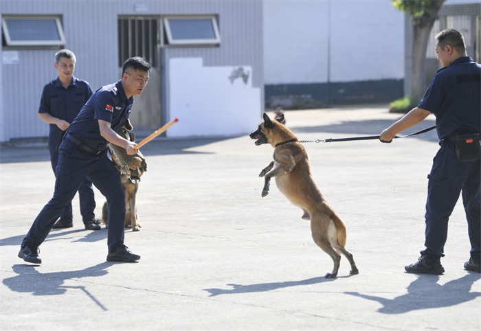 重庆北碚：警犬训练忙