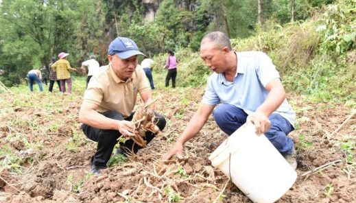 重庆石柱：白芷飘香迎丰收