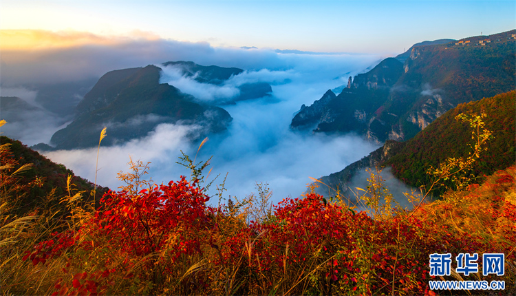 重庆：三峡红叶缀青山 巫山云海奔腾来