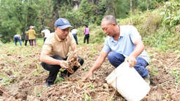 重庆石柱：白芷飘香迎丰收