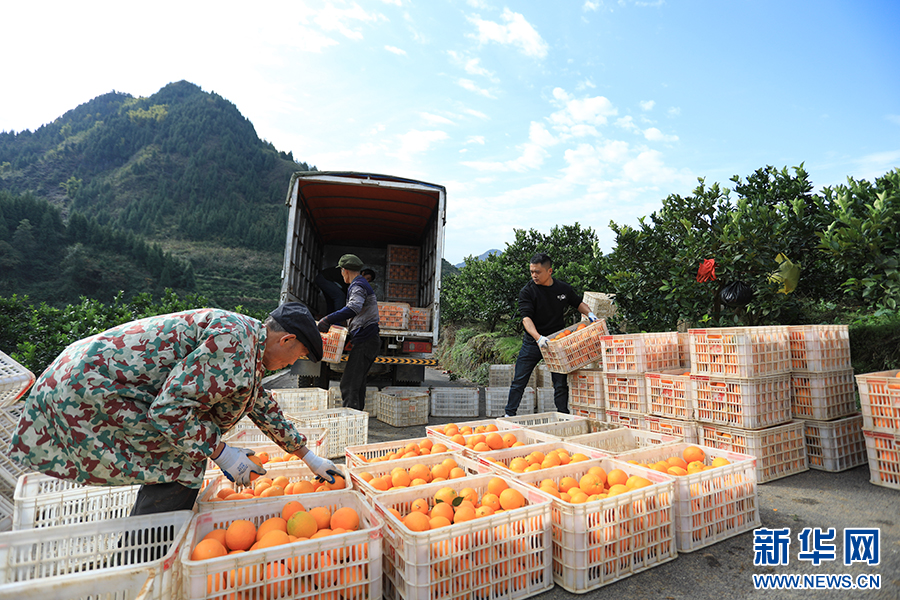 重庆秀山：脐橙热销海外 果农赶单增收