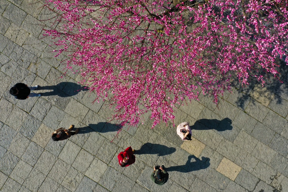 重庆黔江：古镇梅香迎春来