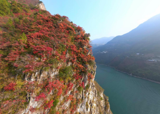 重庆巫山：高峡平湖红叶美 冬季旅游迎热潮