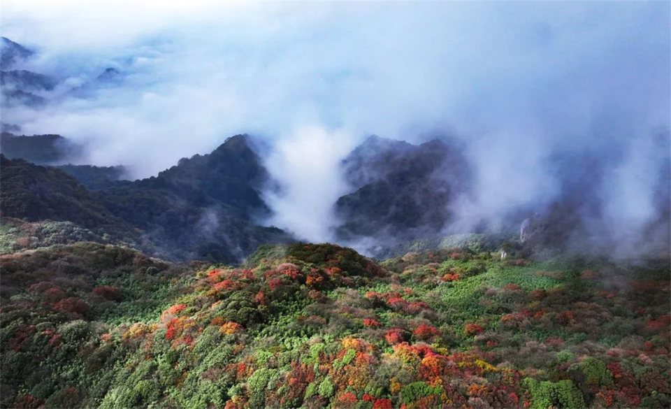 最美的秋丨重庆南川金佛山迎来“高光”时刻