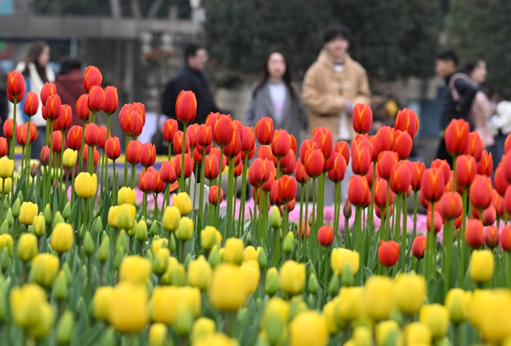 又到春花烂漫时｜10万株郁金香“上线” 到重庆动物园享春光