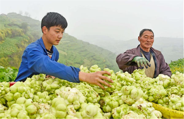 第七届重庆·涪陵榨菜产业国际博览会即将启幕